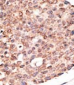 Cry2 Antibody (C-term)